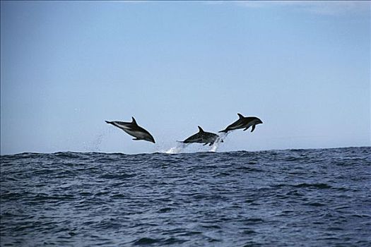 暗黑斑纹海豚,乌色海豚,三个,跳跃,新西兰