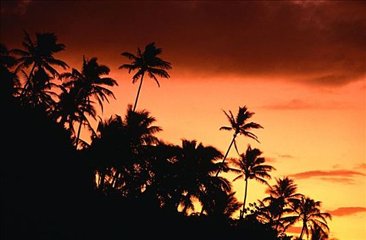 棕榈树,日落,纳帕利海岸,考艾岛,夏威夷,美国