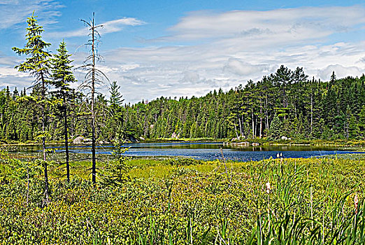 北方针叶林,湿地,靠近,新,安大略省,加拿大