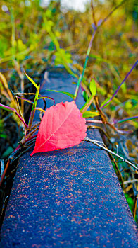 秋天,野草,一片红色树叶特写