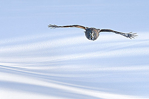 乌林鸮,飞,芬兰