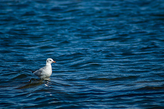 洱海中站立的海鸥
