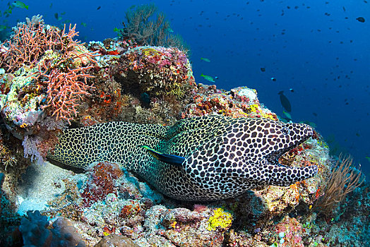 饰带,海鳗,裸胸鳝属,珊瑚礁,马尔代夫,亚洲