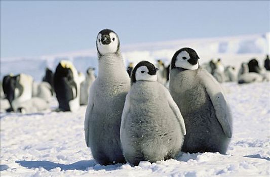 帝企鹅,幼禽,阿特卡湾,威德尔海,南极
