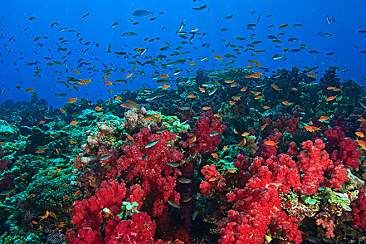 热带鱼,彩虹,礁石,靠近,斐济,南太平洋
