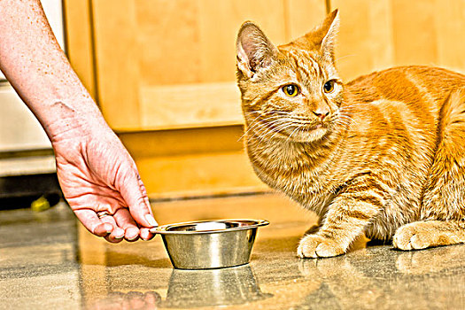 特写,猫,准备,吃,碗,地板