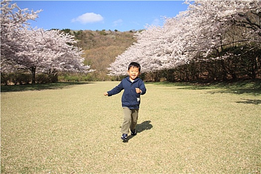 跑,日本人,男孩,樱花