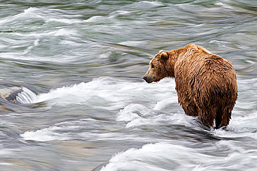 大灰熊,棕熊,觅食,三文鱼,溪流,秋天,阿拉斯加
