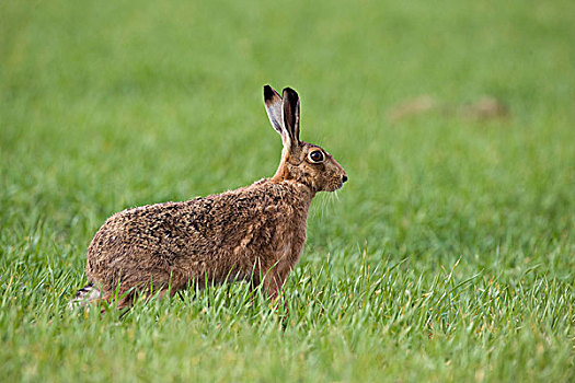 欧洲野兔,成年,站立,耕地,地点,诺福克,英格兰,英国,欧洲