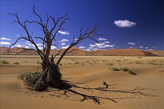 纳米比亚,纳米布沙漠,枯木