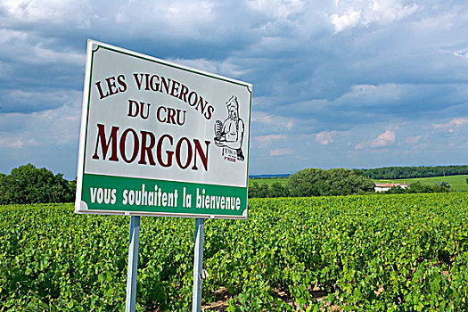 欢迎标志,葡萄园,博若莱葡萄酒,酒乡,罗纳河谷,法国