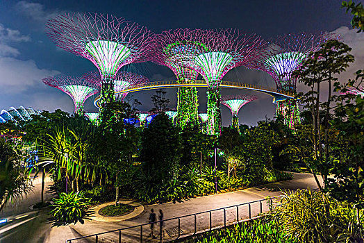 夜景,光亮,小树林,花园,湾,新加坡