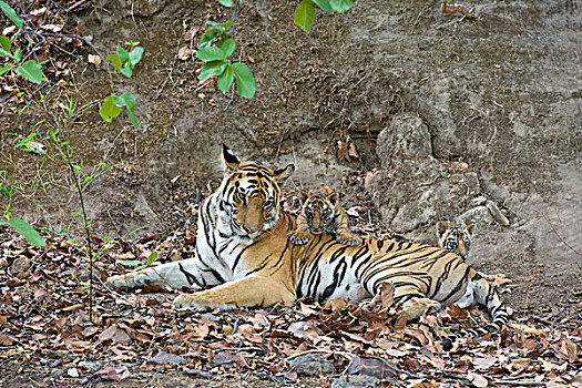 孟加拉虎,虎,母亲,星期,老,幼兽,巢穴,班德哈维夫国家公园,印度