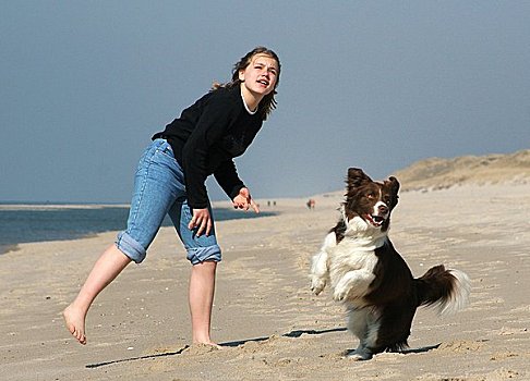 博德牧羊犬,玩,棍,海滩,德国