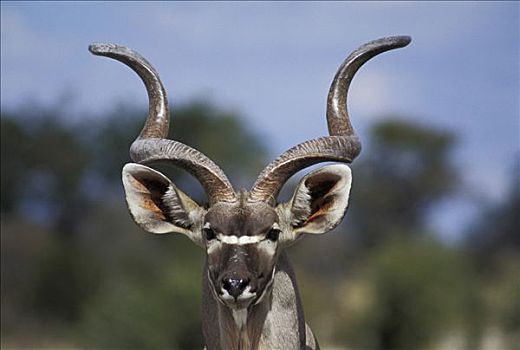 大捻角羚,肖像,埃托沙国家公园,纳米比亚