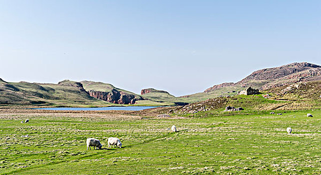 小岛,设得兰群岛,废弃,乡村,遗址,苏格兰,大幅,尺寸