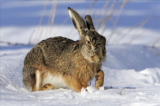 欧洲野兔,雪地