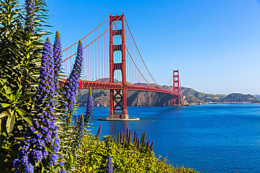 金门大桥,旧金山,紫花,蓝蓟属,加利福尼亚
