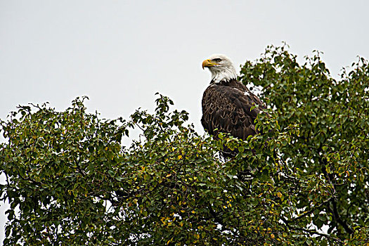 阿拉斯加,卡特迈国家公园,白头鹰
