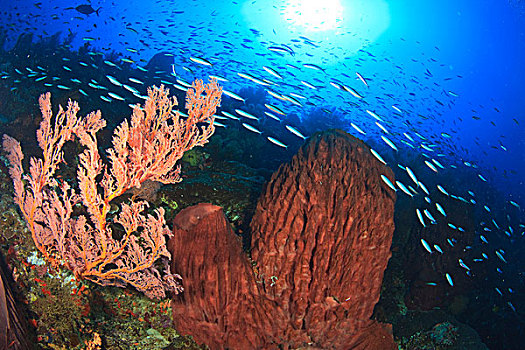 海洋生物,软珊瑚,海洋,岛屿,班达海,印度尼西亚