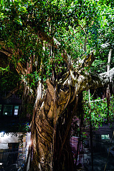 2024年福建省漳州市詔安縣南詔鎮深夜中獨自美麗的百年榕樹