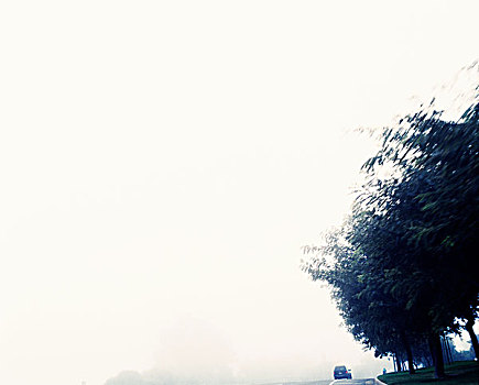 汽车,途中,雾,树
