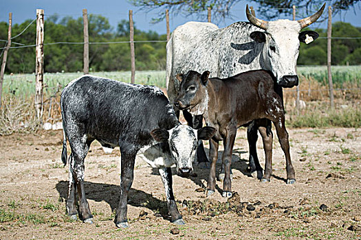 母牛,东开普省,南非,非洲