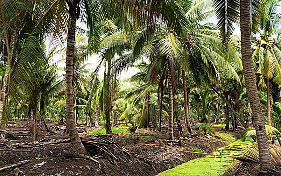 椰树,种植园,地区,省,泰国,亚洲