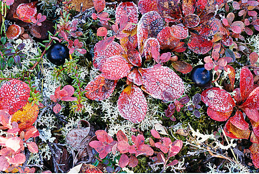 植物,苔藓,德纳里峰国家公园,阿拉斯加,美国