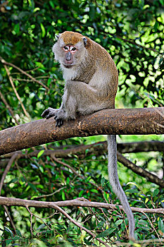 长尾,短尾猿,食蟹猴,雪兰莪州,自然公园,马来西亚