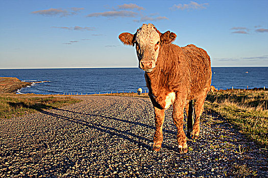 母牛,岛屿,新斯科舍省,加拿大