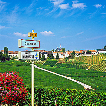 交通标志,葡萄园,乡村,香槟,法国