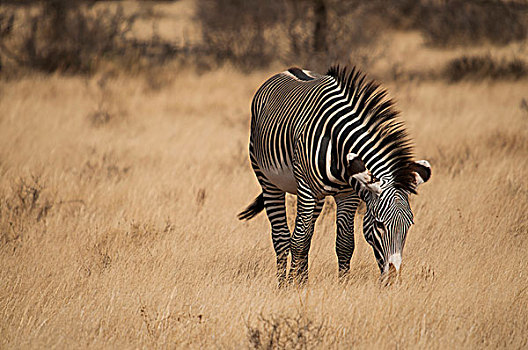 细纹斑马,放牧,安伯塞利国家公园,肯尼亚