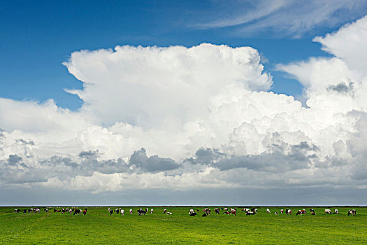 母牛,放牧,草场,积雨云,上方,弗里斯兰省,荷兰,欧洲