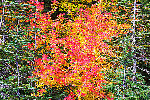 秋天,色彩,藤枫,山,帽子,国家森林,俄勒冈,美国