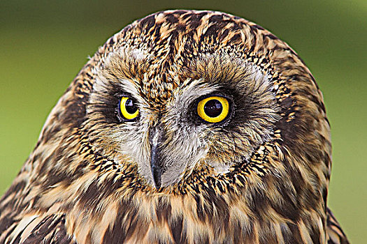 短耳鸮,头部,特写,不列颠哥伦比亚省,加拿大