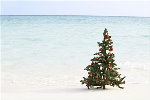 圣诞树,漂亮,热带沙滩