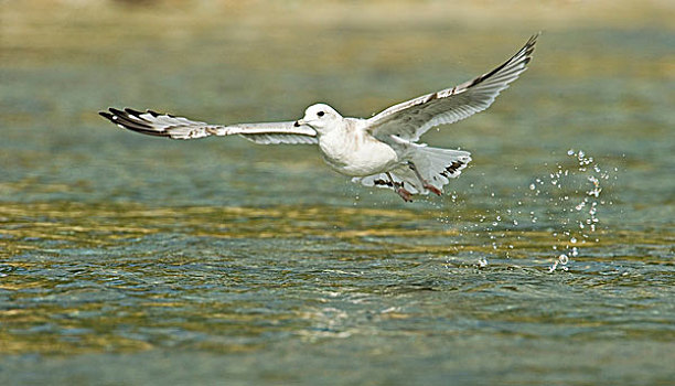 阿拉斯加,卡特迈国家公园,不成熟,海鸥,蛋