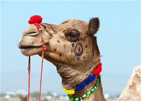 装饰,骆驼,普什卡,游艺,拉贾斯坦邦,印度,亚洲