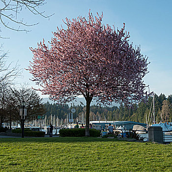 樱桃树,开花,码头,温哥华,不列颠哥伦比亚省,加拿大