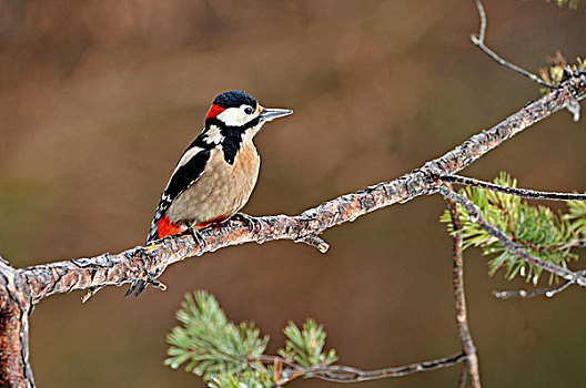 啄木鸟,大斑啄木鸟,提洛尔,奥地利,欧洲