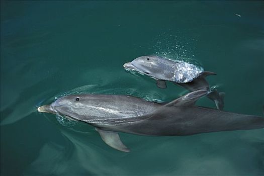 宽吻海豚,平面,洪都拉斯