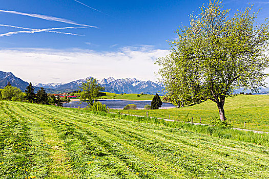 草地,湖,阿尔卑斯山,巴伐利亚,德国