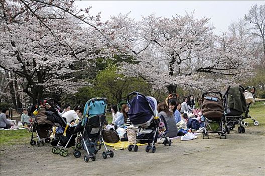 孩子,母兽,聚集,花,樱桃树,创作,大,收集,婴儿车,植物园,京都,日本,亚洲