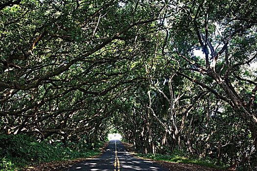 夏威夷,美国,树,小,道路,隧道