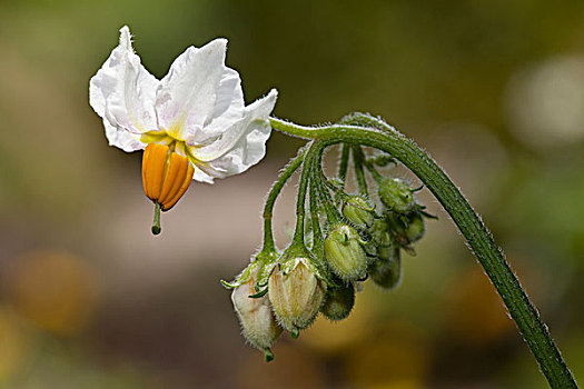 土豆,花