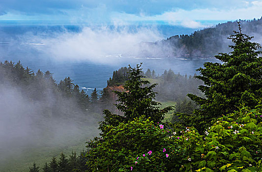 薄纱,雾气,风景,海岸线,西部,州立公园,俄勒冈,美国