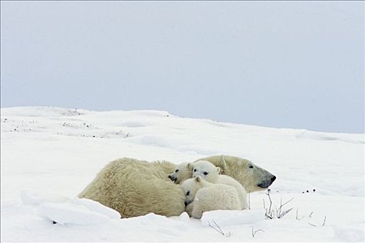 北极熊,三个,老,幼兽,母兽,休息,脆弱,瓦普斯克国家公园,曼尼托巴,加拿大