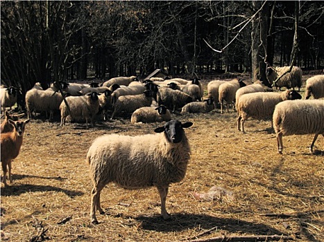 绵羊,黑色,头部,德国