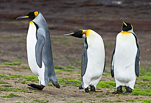 帝企鹅,福克兰群岛,南大西洋,大幅,尺寸